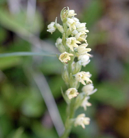 Weizngel (Pseudorchis albida)  Urlaub 2011 11.7.2011 Kreut Alm, Alpspitze Bergbahn NIKON 057