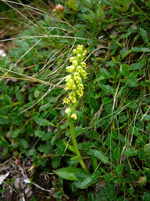 Weizngel (Pseudorchis albida)  Urlaub 2011 11.7.2011 Kreut Alm, Alpspitze Bergbahn Garmisch 043