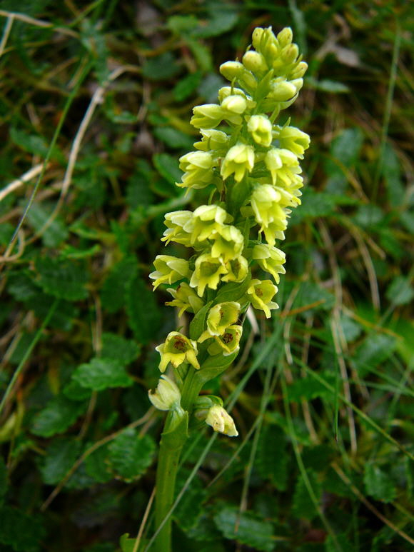 Weizngel (Pseudorchis albida)  Urlaub 2011 11.7.2011 Kreut Alm, Alpspitze Bergbahn Garmisch 044