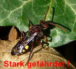 Wespenbiene (Nomada cf. striata) kl.