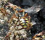 Wespenbiene 3 Nomada cf zonata kl.
