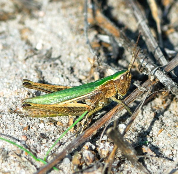 Wiesen-Grashpfer (Chorthippus dorsatus) 3 Sep 2009 Htt. an A67 und Dnen NIKON 045