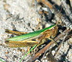 Wiesen-Grashpfer (Chorthippus dorsatus) kl.