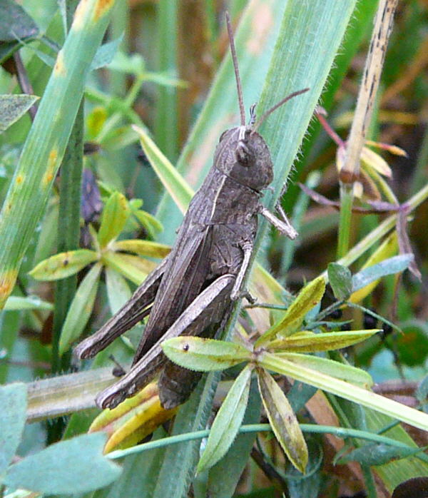 Wiesen-Grashpfer Chorthippus dorsatus Okt 2009 zw.Htt.und Lorsch 013