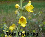 Windblumen Knigskerze Verbascum phlomoid kl.