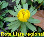 Winterling (Eranthis hyemalis) kl.