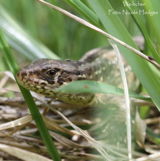 Zauneidechse April09-Lorsch-Feld-Waldrand_N