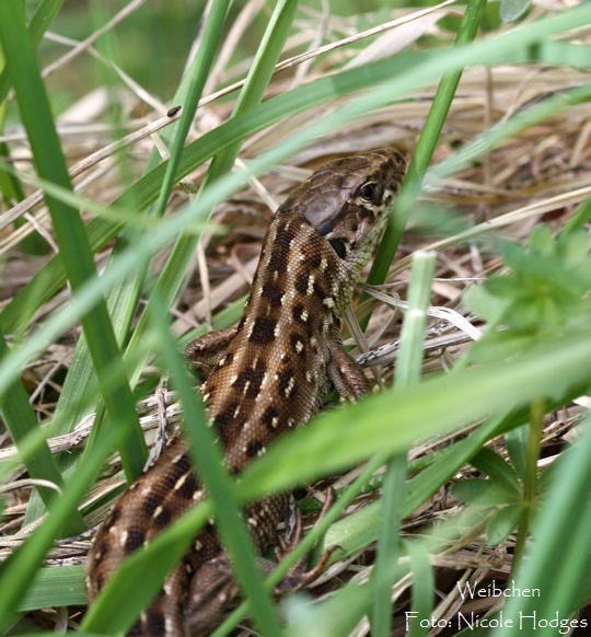 Zauneidechse April09-Lorsch_N