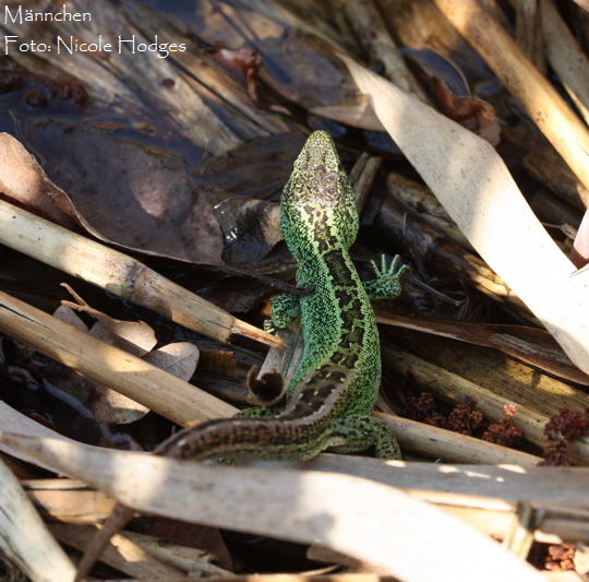 Zauneidechse April09-LorscherSee-2_N