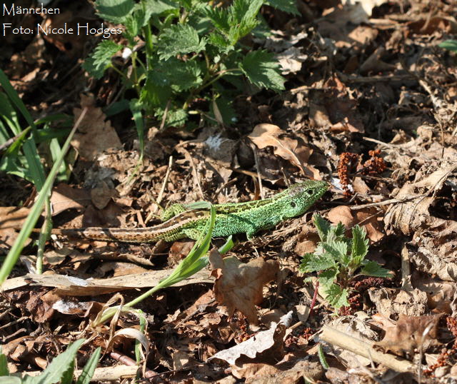 Zauneidechse April09-LorscherSee1_N
