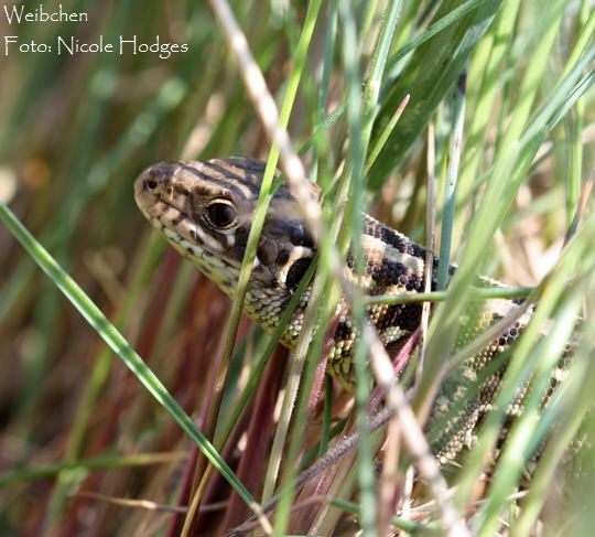 Zauneidechse April09-ViernheimerHeide-3_N