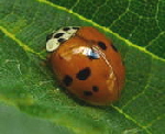 Asiatischen Marienkfer (Harmonia axyridis3 kl. Juni 2008 Httenfeld Libelle 001