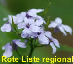 Ausdauerndes Silberblatt (Lunaria rediviva) blau kl.