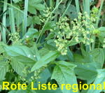 Bastard-Gnsefu (Chenopodium hybridum) kl.