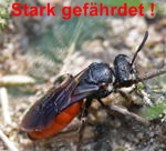 Blutbiene (Sphecodes albilabris)-kl.