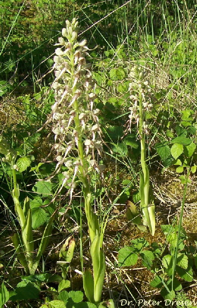 Bocksriemenzunge_1_ Juni 09_Peter Dresen