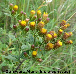 a_Durrwurz-Alant__Inula_conyzae__Sept_2010_Viernheimer_Glockenbuckel_Blumen_082_250