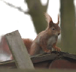 Eichhrnchen kl.1