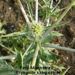 a_Feld-Mannstreu__Eryngium_campestre__Juli_2010_Radtour_zu_Viernheimer_Glockenbuckel_Feldmannstreu130_250