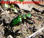 Feld-Sandlufer Cicindela campestris kl.