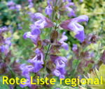 Garten-Salbei Salvia officinalis kl.