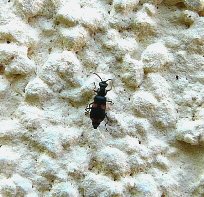 Gebnderter Warzenkfer  Anthocomus fasciatus Mai 2010 Huett Schleuse und Garten 027