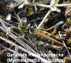 a_Gefleckte_Keulenschrecke_Myrmeleotettix_maculatus_Glockenbuckel_Juni_2010