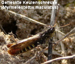 a_Gefleckte_Keulenschrecke__Myrmeleotettix_maculatus__Mannchen__Sept_2010_Viernheimer_Glockenbuckel_Blumen_117_250