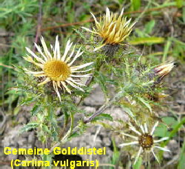 a_Gemeine_Golddistel_Sept_2010_Viernheimer_Glockenbuckel_Blumen_103_250