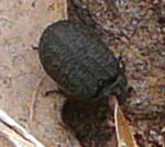 Gemeine Staubkfer (Opatrum sabulosum) kl.