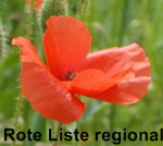 Gemeiner Saatmohn kl.