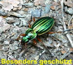 Goldlaufkfer (Carabus auratus) kl.