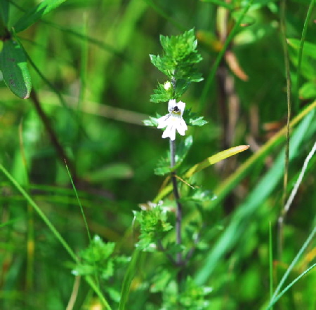 Groer Augentrost (Euphrasia officinalis ssp. rostkoviana  Urlaub 2009 Nikon Wasserkuppe Hohe Rhn Hessen 006
