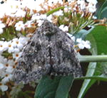 Groes Eichenkarmin kl.