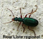 Grner Backenlufer Drypta dentata kl.