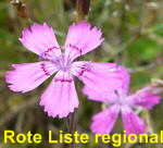 Heide-Nelke Dianthus deltoides kl.