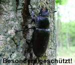 Hirschkfer Weibchen kl.