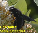 Holzbiene Holzbiene Xylocopa cf. valga  kl.