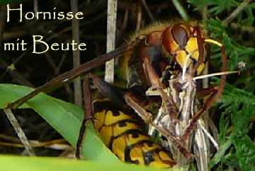 Hornisse mit Beute (Weibchen des Gemeinen Grashpfers) 23.8.08