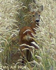 Juli 2008 Reh Juli 2008 Reh