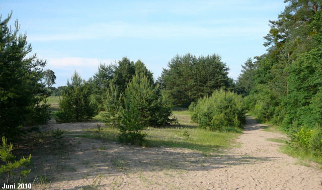 a_Juni_2010_NSG_Viernheimer_Glockenbuckel_006