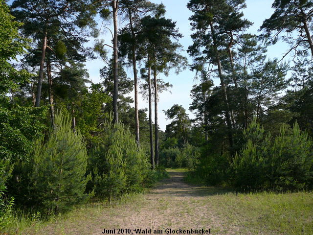 a_Juni_2010_NSG_Viernheimer_Glockenbuckel_007