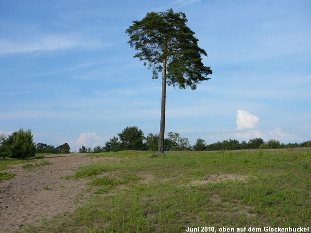 a_Juni_2010_NSG_Viernheimer_Glockenbuckel_034