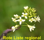 Kahle Gnsekresse od. Turmkraut (Arabis glabra)-kl.