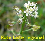 Kahler Bauernsenf (Teesdalia nudicaulis) kl.