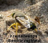 a_Kreiselwespe_Juli_2010_Radtour_zu_Viernheimer_Glockenbuckel_141_150