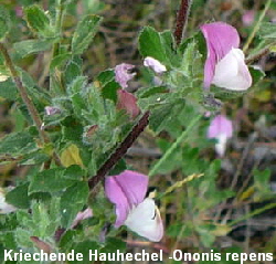 a_Kriechende_Hauhechel_Juli_2010_Radtour_zu_Viernheimer_Glockenbuckel_Dornige_Hauhechel_113_300