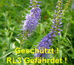 Langblttriger Blauweiderich kl.