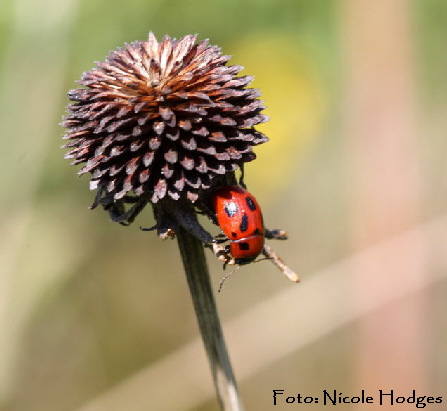 Luzernkfer Gonioctena fornicata-April09-Garten-1