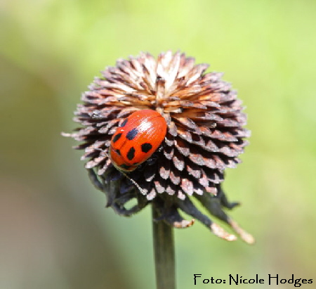 Luzernkfer Gonioctena fornicata-April09-Garten-2_N